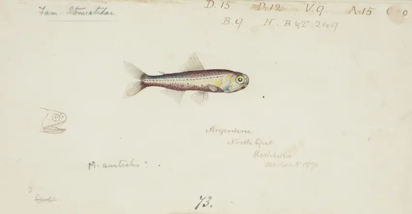 Maurolicus muelleri (1870)
